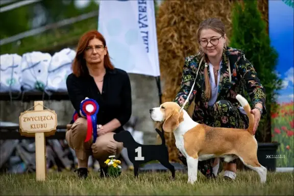 BEAGLE-szczeniaczki po champ., ZKwP/ FCI, mniejsze w typie 8