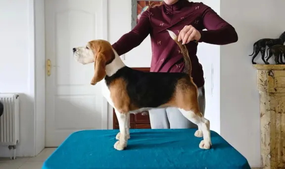 BEAGLE-szczeniaczki po champ., ZKwP/ FCI, mniejsze w typie 9