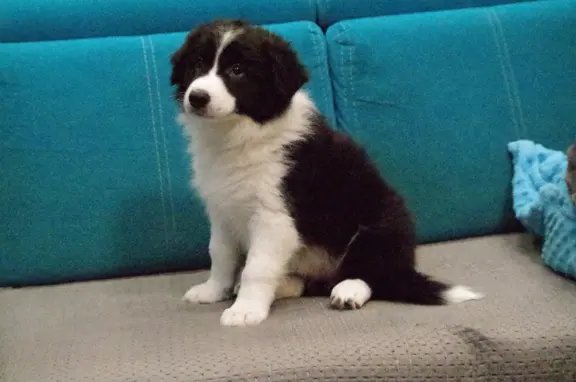 Szczeniaki Border Collie ZKwP FCI 2