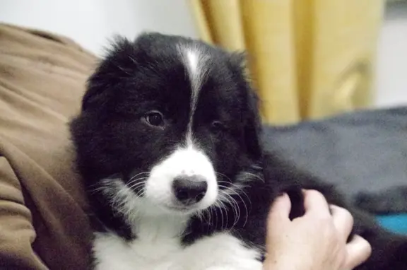 Szczeniaki Border Collie ZKwP FCI 3