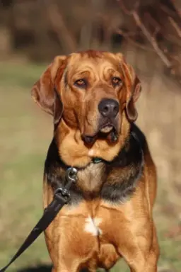 Szczeniak Ogar Polski FCI 1