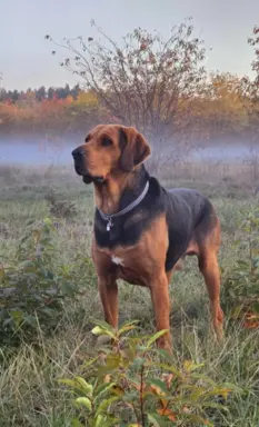 Szczeniak Ogar Polski FCI 2