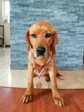 Szczeniak Ogar Polski FCI 3