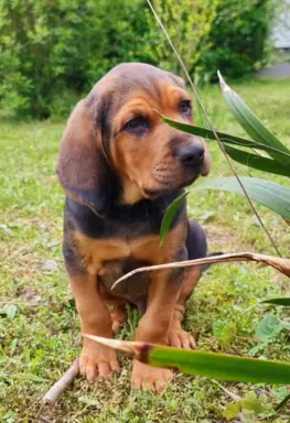 Szczeniak Ogar Polski FCI 4