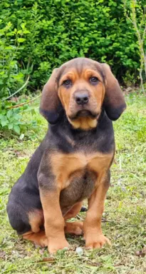 Szczeniak Ogar Polski FCI 5