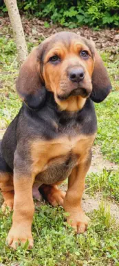 Szczeniak Ogar Polski FCI 6