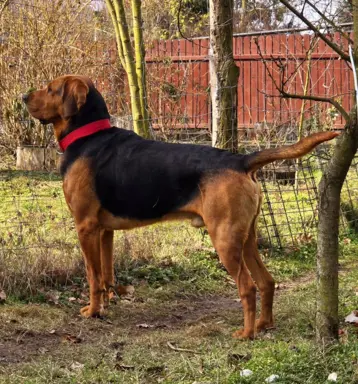 Szczeniak Ogar Polski FCI 7