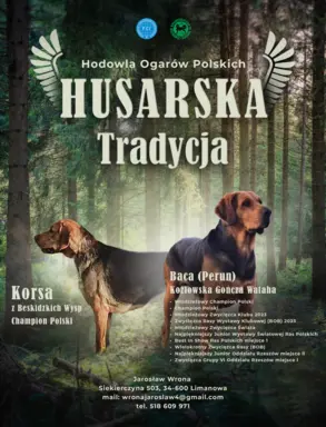 Szczeniak Ogar Polski FCI 8