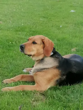 Szczeniak Ogar Polski FCI 9