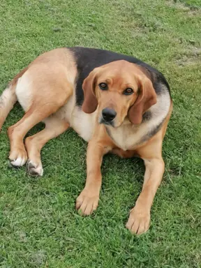 Szczeniak Ogar Polski FCI 10