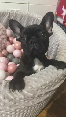 Buldog francuski maleńka sunia 2