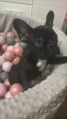 Buldog francuski maleńka sunia 3