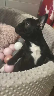 Buldog francuski maleńka sunia 4