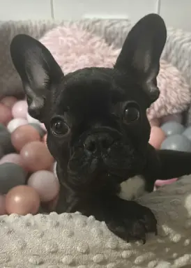 Buldog francuski maleńka sunia 1