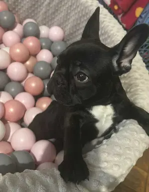 Buldog francuski maleńka sunia 5