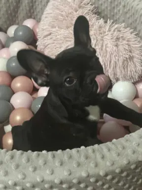 Buldog francuski maleńka sunia 7