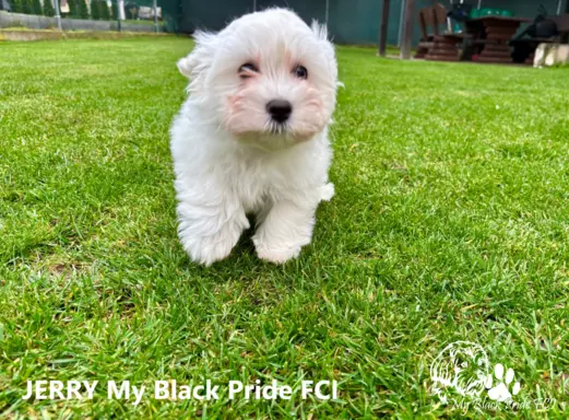 Małe futerka gotowe do odbioru - z metryką ZKwP 2