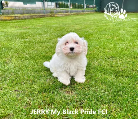 Małe futerka gotowe do odbioru - z metryką ZKwP 3