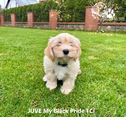 Małe futerka gotowe do odbioru - z metryką ZKwP 5