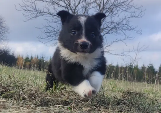 Piękna Rasowa Suczka Border Collie, szczenię z pełną dok. 2