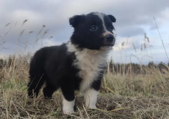 Piękna Rasowa Suczka Border Collie, szczenię z pełną dok. 3