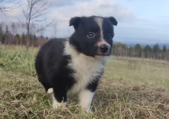 Piękna Rasowa Suczka Border Collie, szczenię z pełną dok. 4