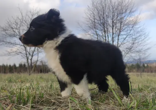 Piękna Rasowa Suczka Border Collie, szczenię z pełną dok. 5