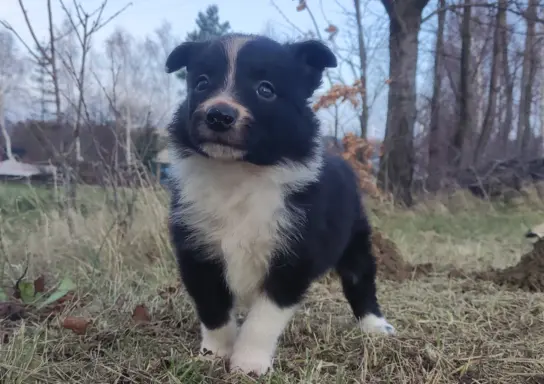 Piękna Rasowa Suczka Border Collie, szczenię z pełną dok. 6