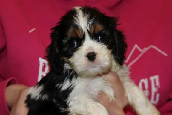 Cavalier King Charles Spaniel szczeniaczki ZKwP po CH.PL. 3
