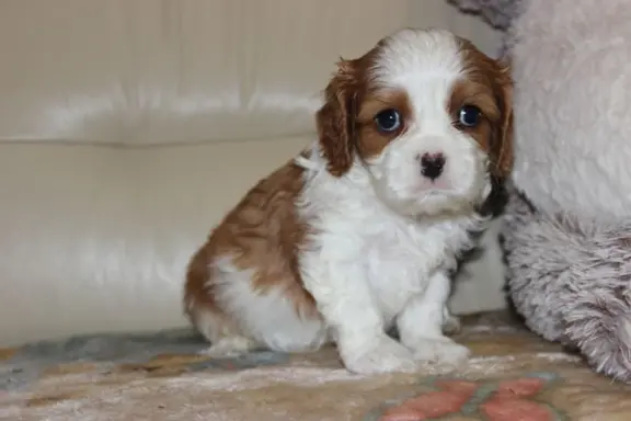 Cavalier King Charles Spaniel szczeniaczki ZKwP po CH.PL. 5
