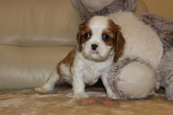 Cavalier King Charles Spaniel szczeniaczki ZKwP po CH.PL. 7