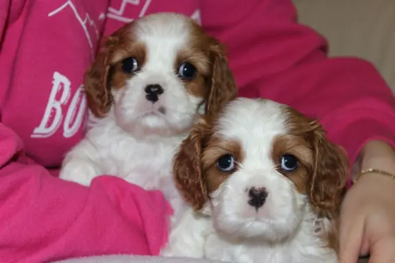 Cavalier King Charles Spaniel szczeniaczki ZKwP po CH.PL. 8