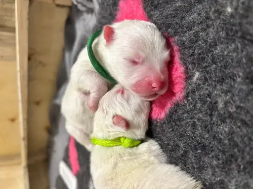 Szczeniaki Samoyed Epic Smile FCI 3