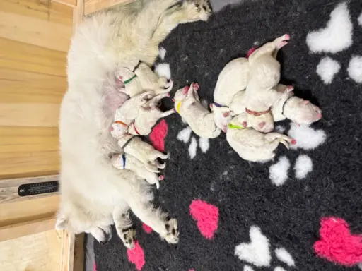 Szczeniaki Samoyed Epic Smile FCI 2