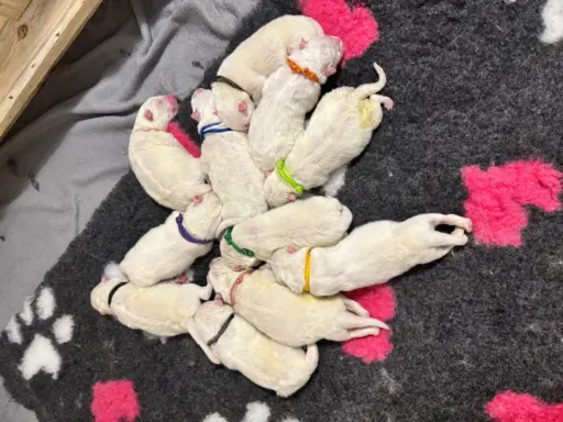 Szczeniaki Samoyed Epic Smile FCI 1