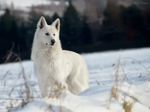 Biały Owczarek Szwajcarski 1