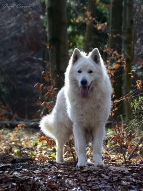 Biały Owczarek Szwajcarski 2