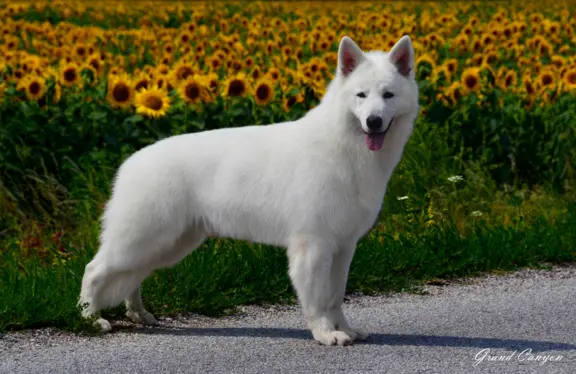 Biały Owczarek Szwajcarski 3