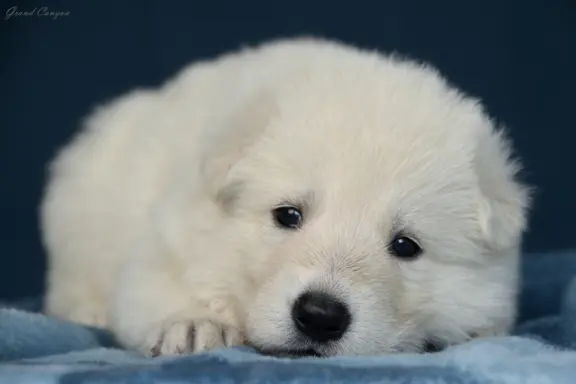 Biały Owczarek Szwajcarski 4