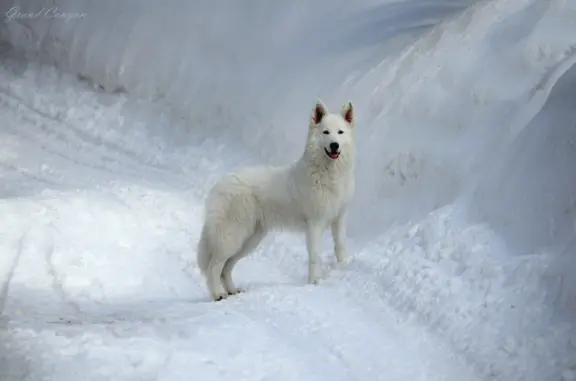 Biały Owczarek Szwajcarski 5