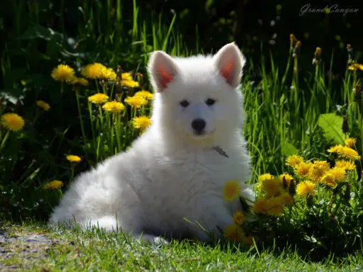 Biały Owczarek Szwajcarski 6