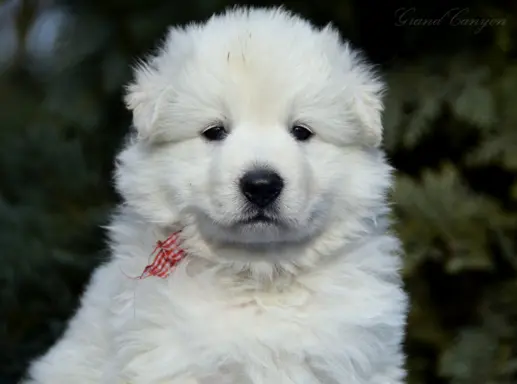 Biały Owczarek Szwajcarski 7