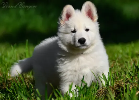 Biały Owczarek Szwajcarski 8