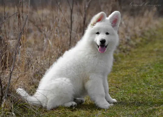 Biały Owczarek Szwajcarski 9