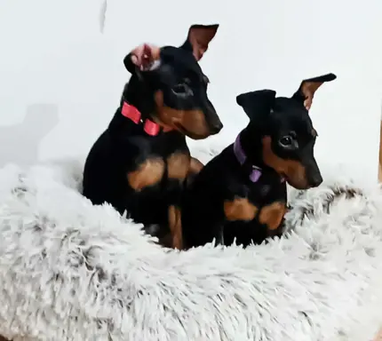 Pinczer miniaturowy ZKwP FCI – przebadane szczenięta sunia 3