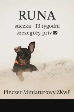 Pinczer miniaturowy ZKwP FCI – przebadane szczenięta sunia 2