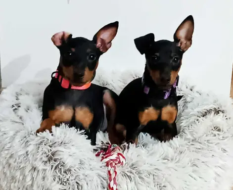 Pinczer miniaturowy ZKwP FCI – przebadane szczenięta sunia 4