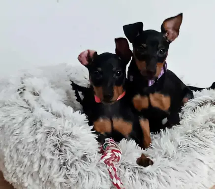 Pinczer miniaturowy ZKwP FCI – przebadane szczenięta sunia 1