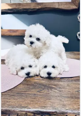 Szczenięta z rodowodem – wysoka jakość, piękna linia 1