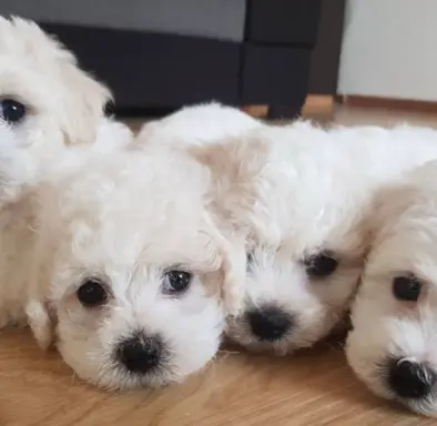 Szczenięta z rodowodem – wysoka jakość, piękna linia 2